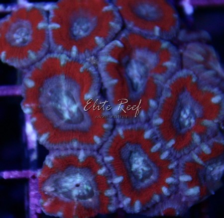Red acans