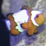 Snowflake-Clownfish