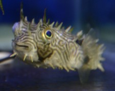 Spiny-Box-Puffer