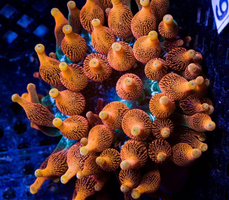 "Colorado Sunburst" Anemone Auction! Elite Reef Elite Reef